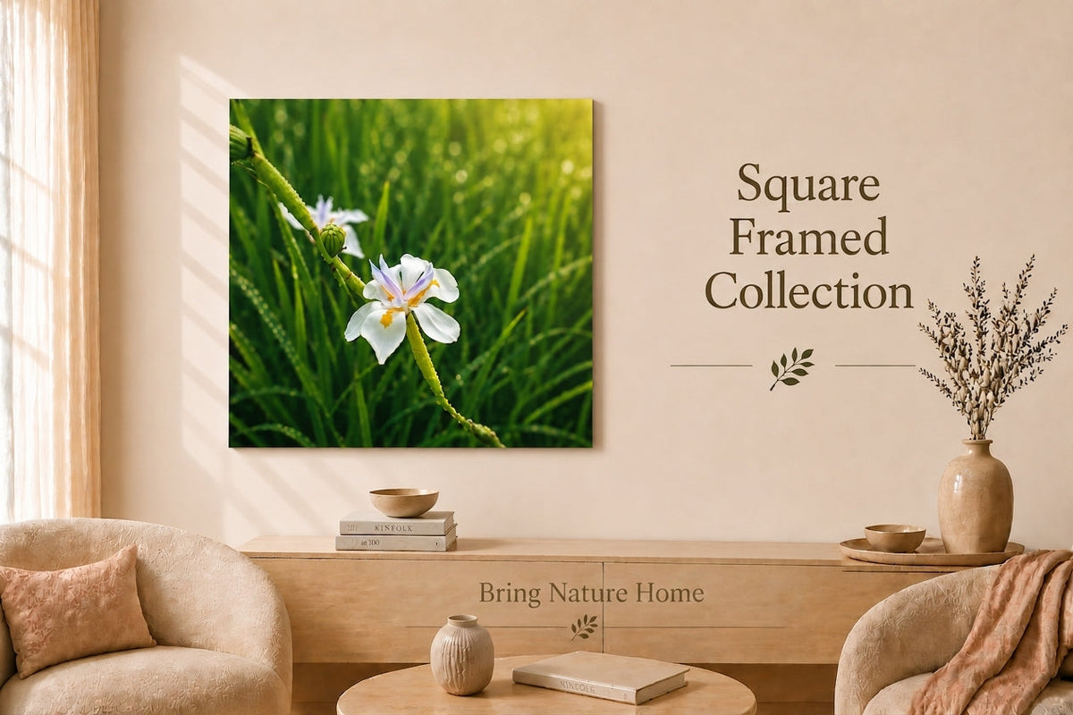 Square Frame Collection