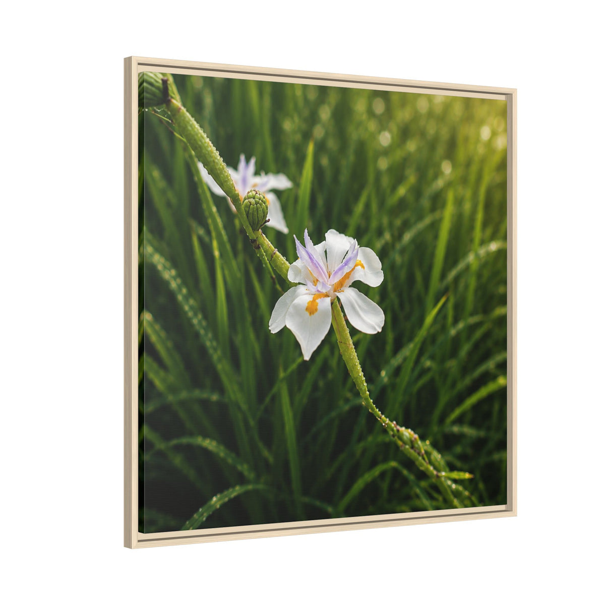 White Iris in Dewy Grass (Matte)-Framed Floral Canvas Art