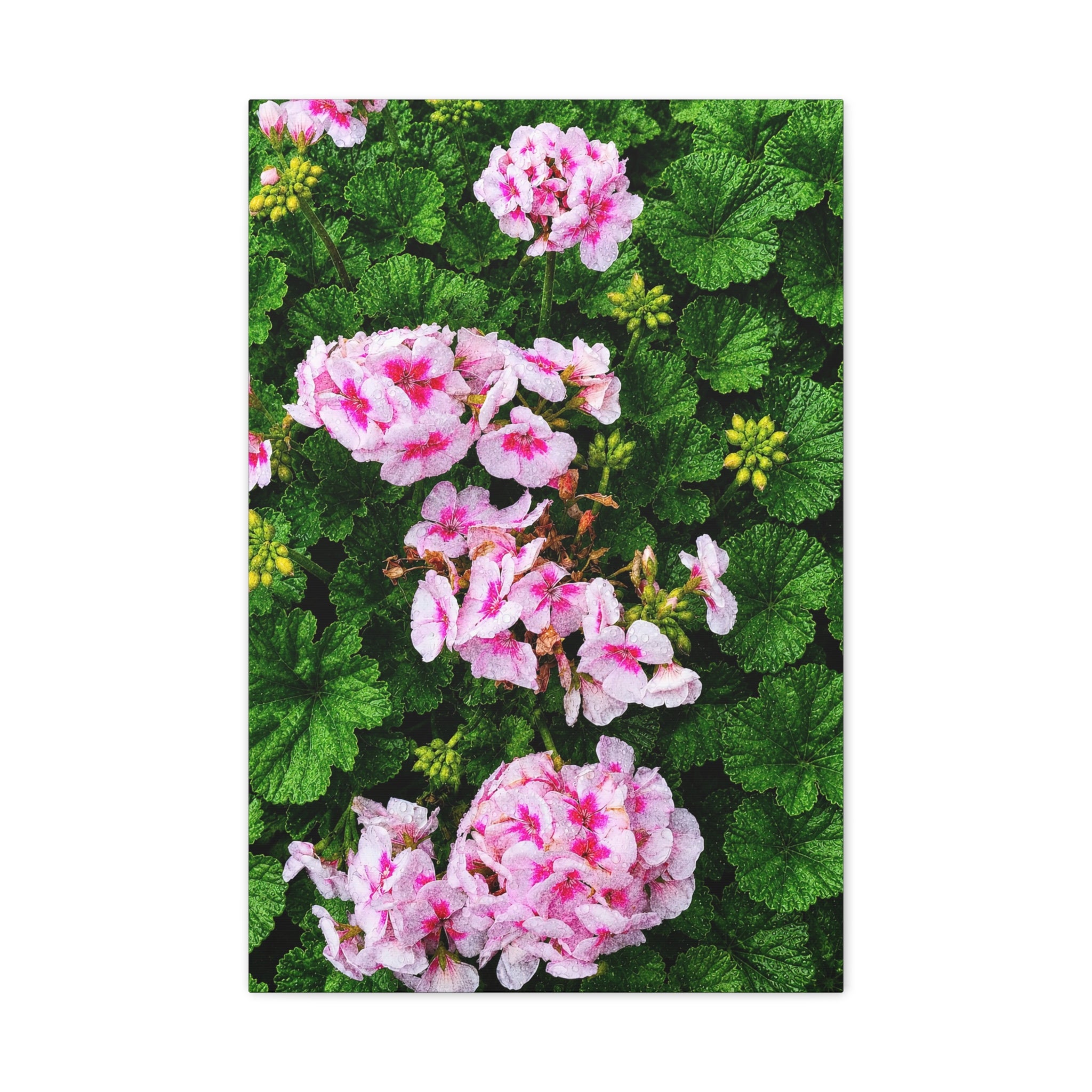 Rain Kissed Bloom