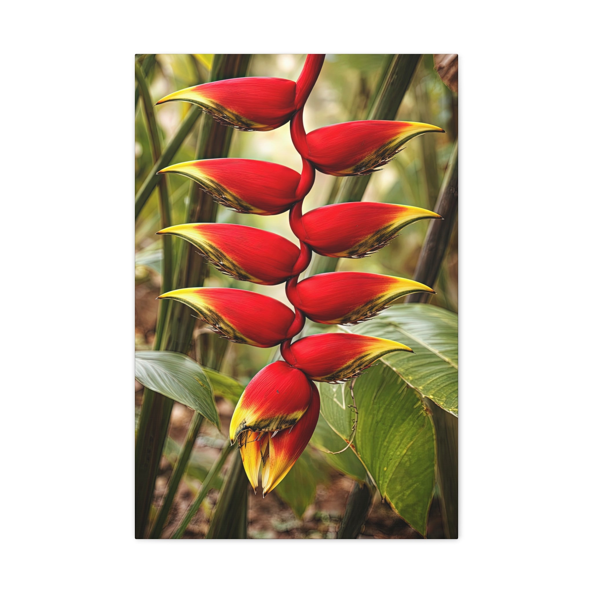Wild Beauty in The Tropics