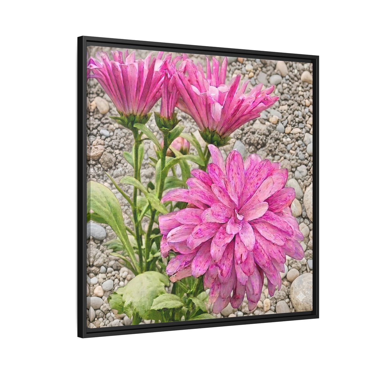 Pink Dahlia Photo Canvas Framed Wall Art