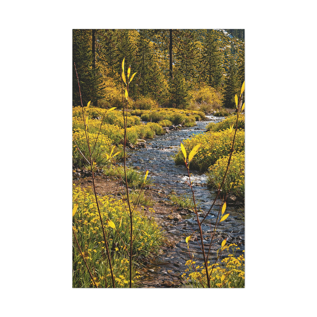 Yellow Wildleaves Creek