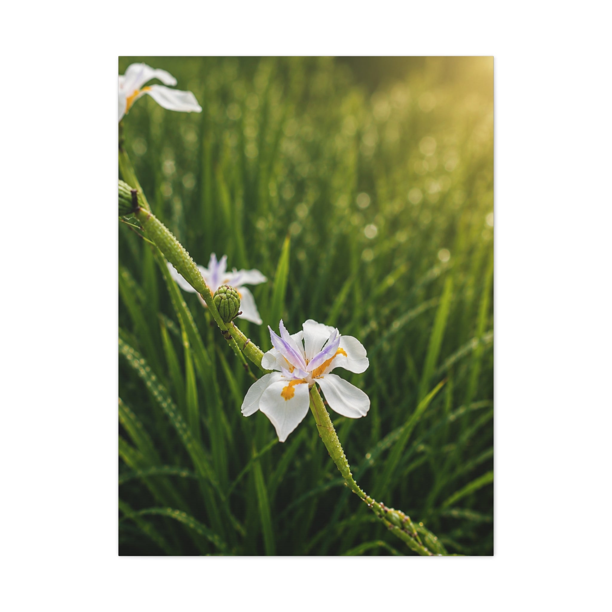 Dewlit Serenity