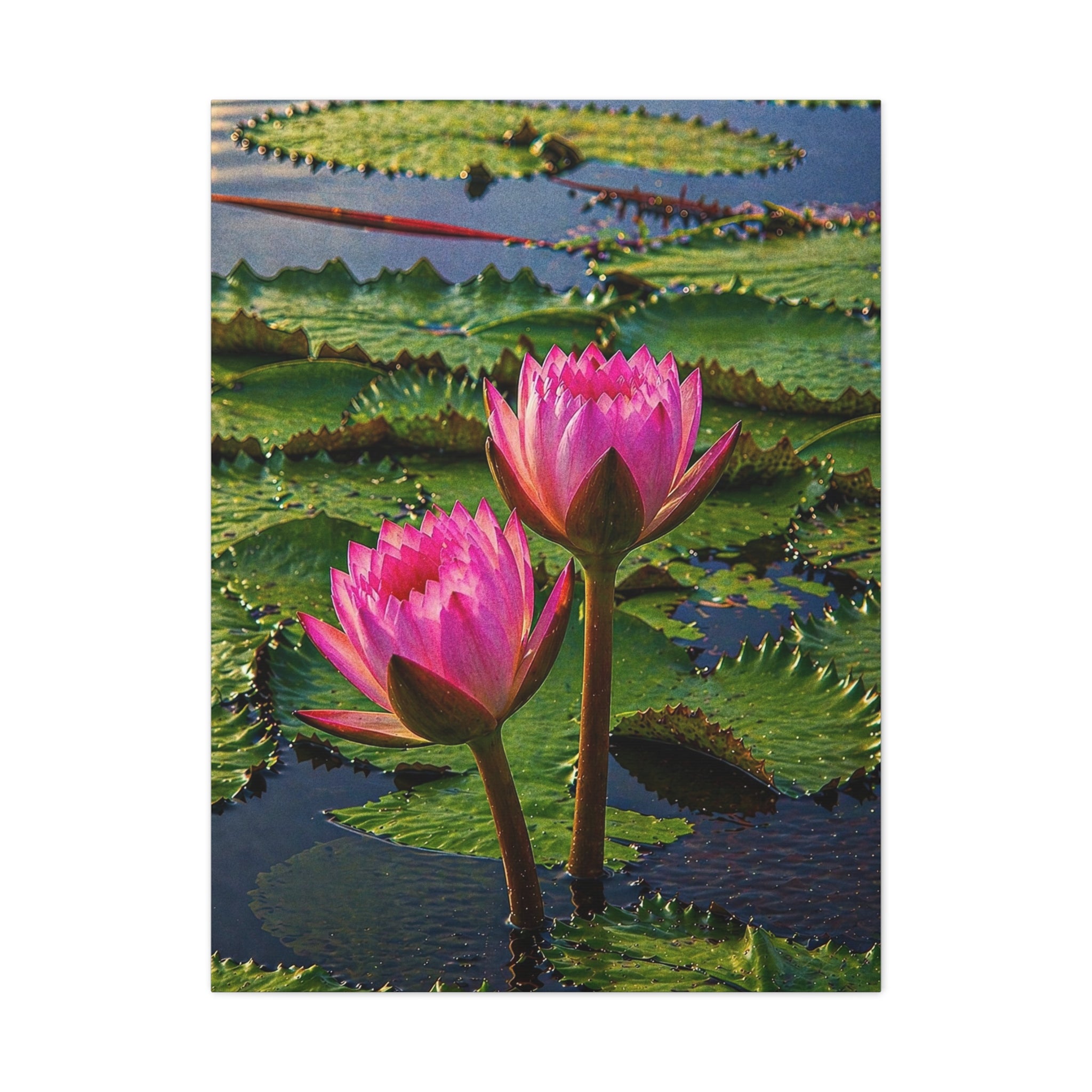 Blooming Lotuses