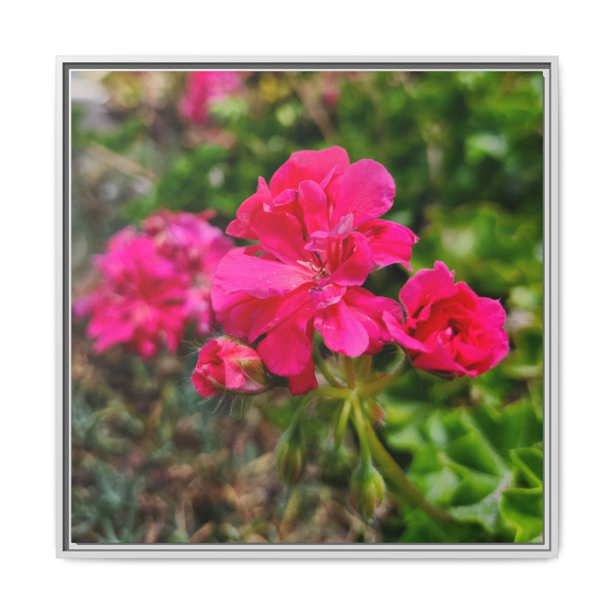 Pink Roses Floral Framed Canvas Wall Art — Matte Multi‑Color