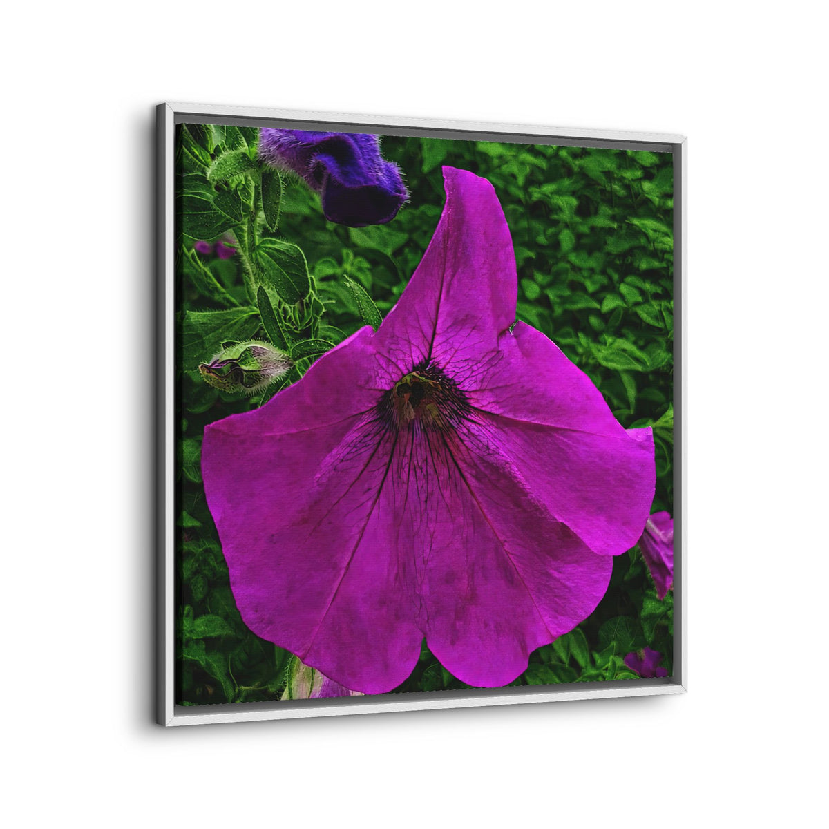 Framed Purple Petunia Floral Canvas Print