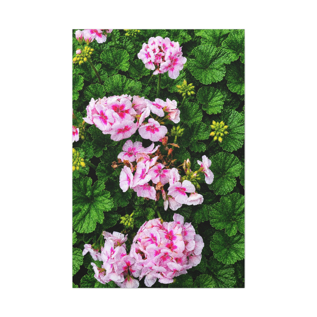 Rain Kissed Bloom