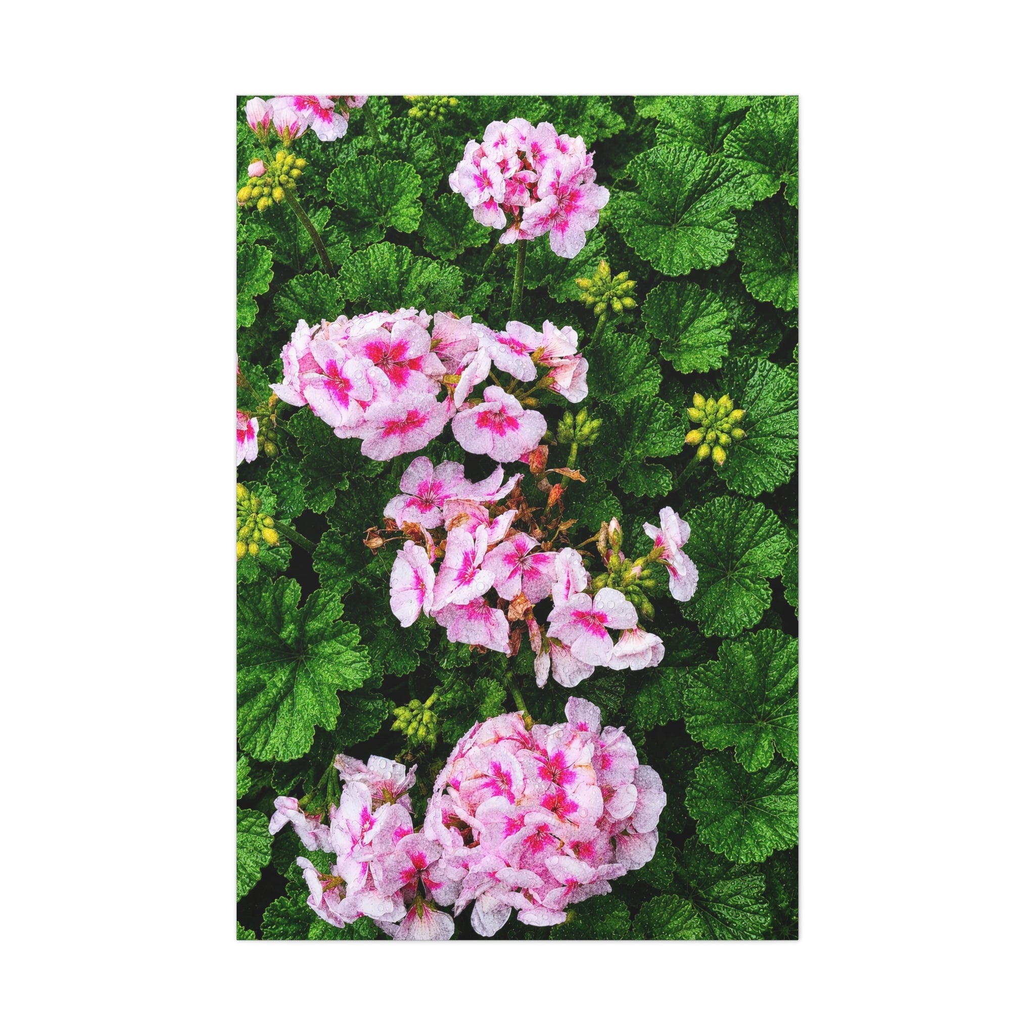 Rain Kissed Bloom