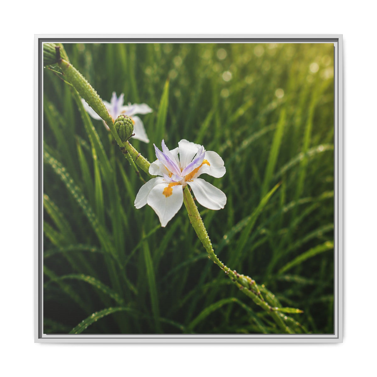 White Iris in Dewy Grass (Matte)-Framed Floral Canvas Art