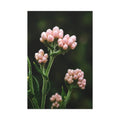 Botanical Pink Buds