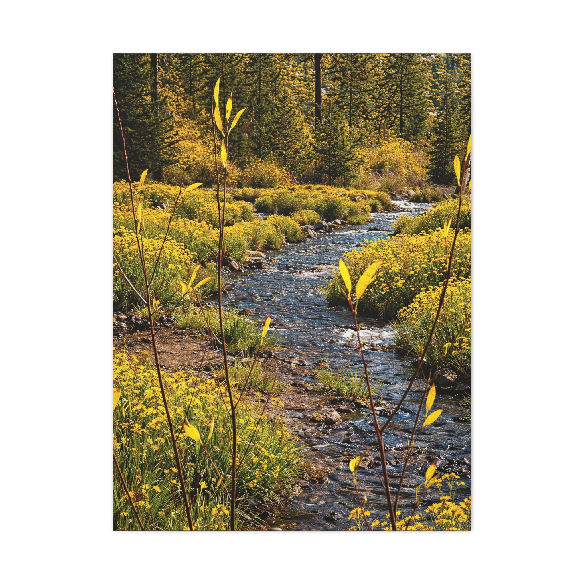 Yellow Wildleaves Creek