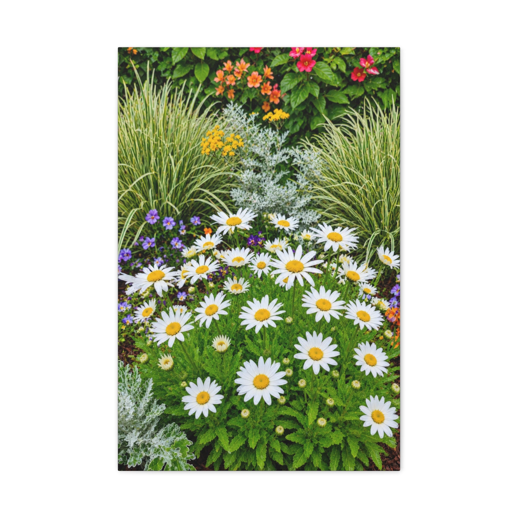 Sunlit Daisies