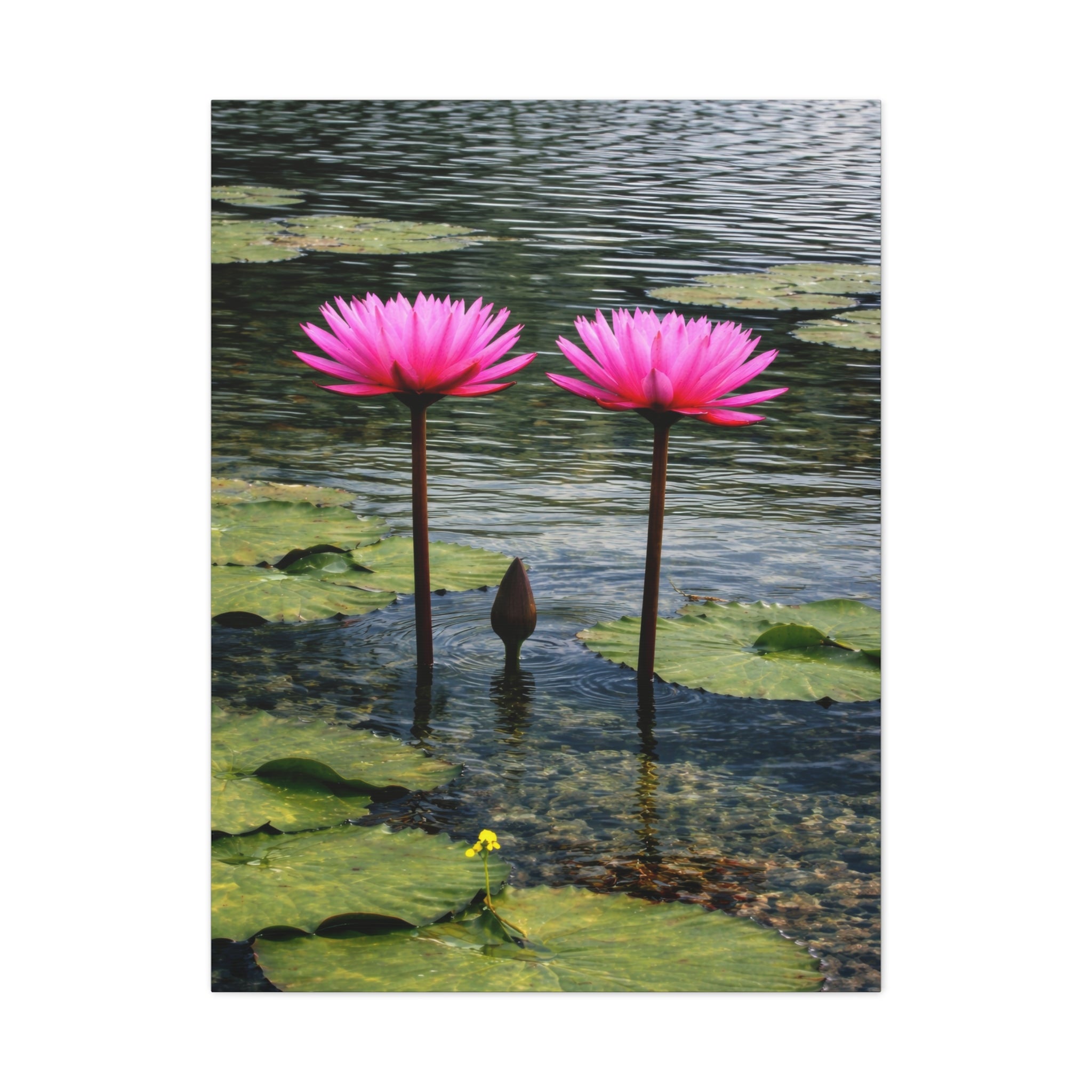 Twinning Pink Beauty
