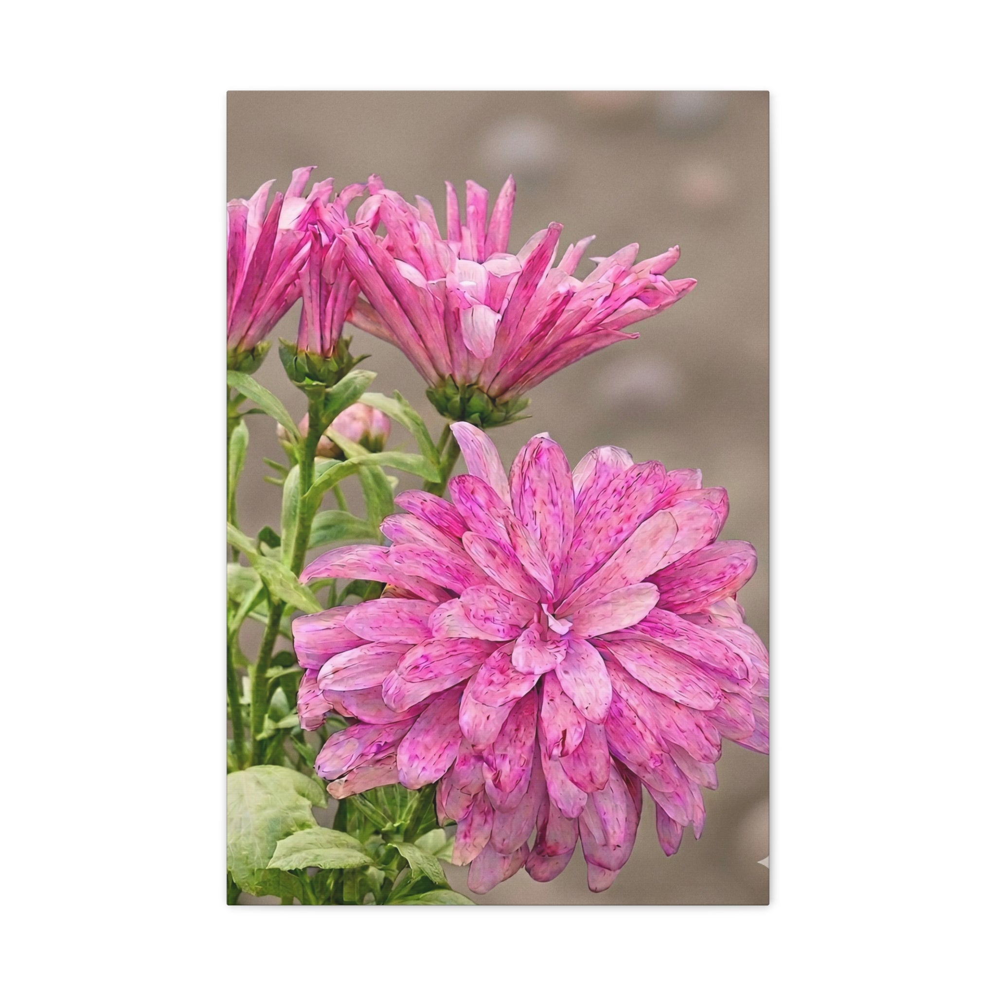 Blooming Pink Petals