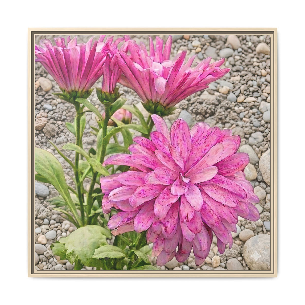 Pink Dahlia Photo Canvas Framed Wall Art