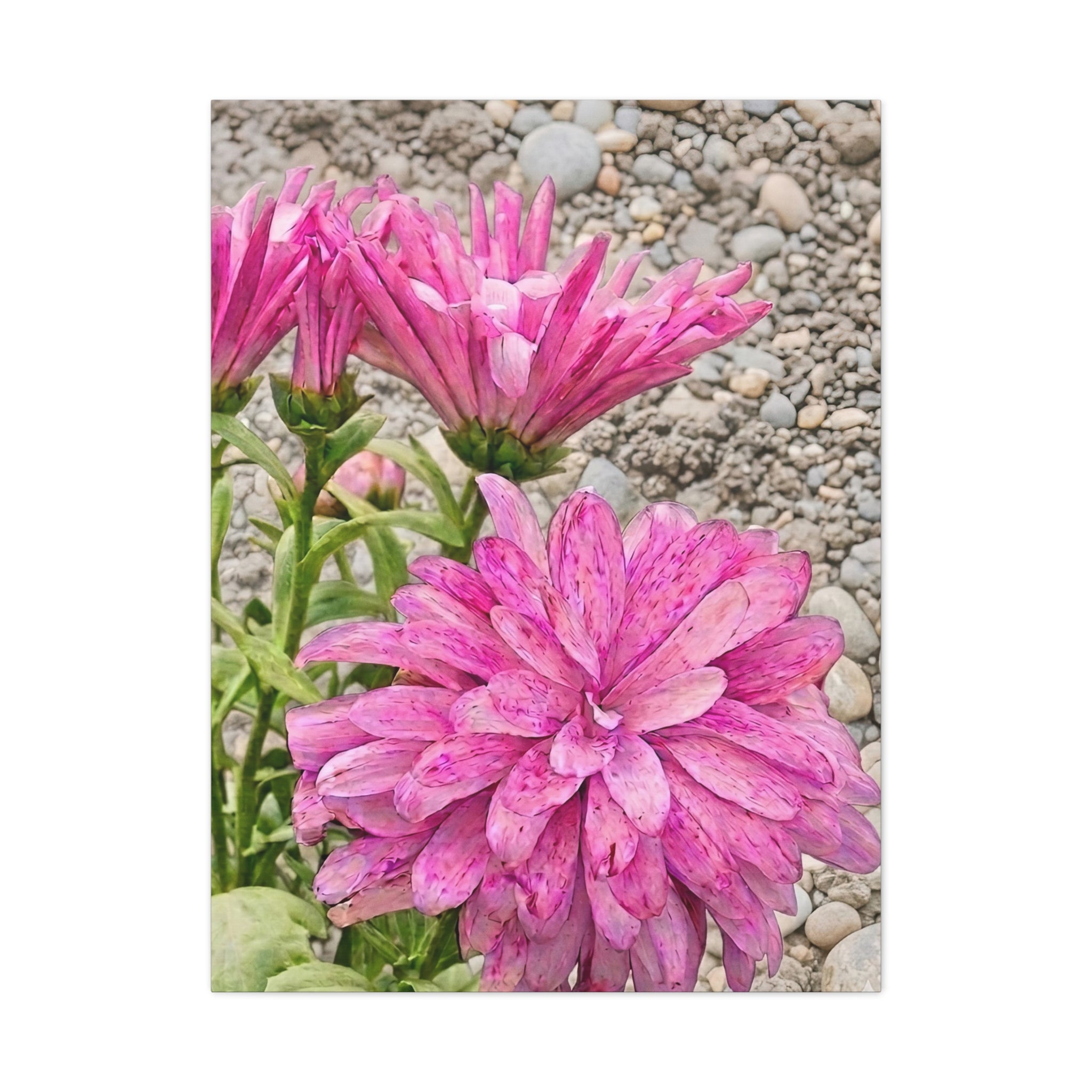Whispering Pink Petals