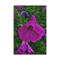 Purple Petunia Unveiled