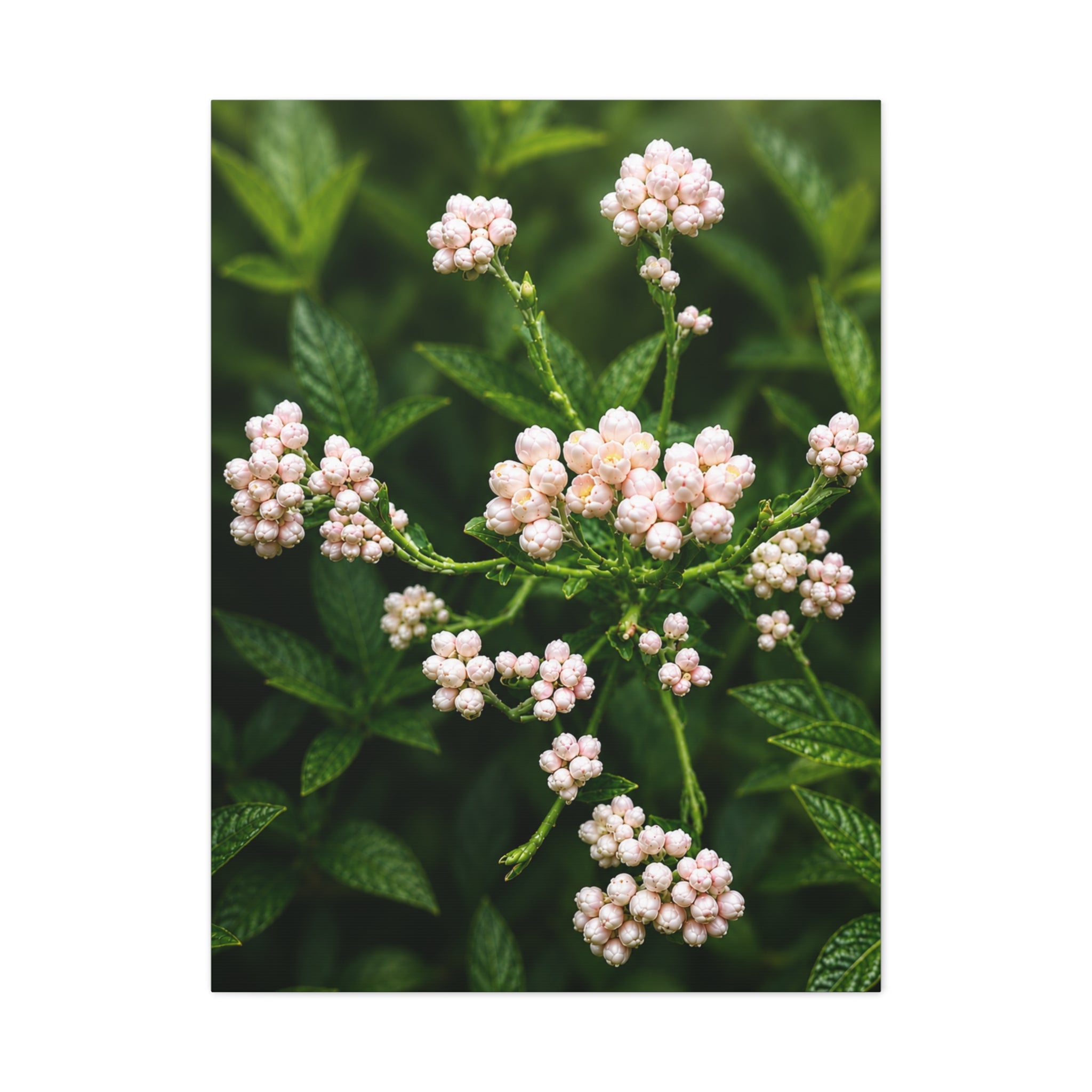 Pearl Dew Blossoms