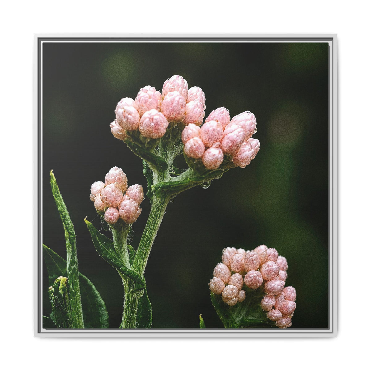 Pink Buds Botanical Print-Framed Matte Canvas Floral Wall Art