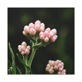 Pearl Bud Paradise