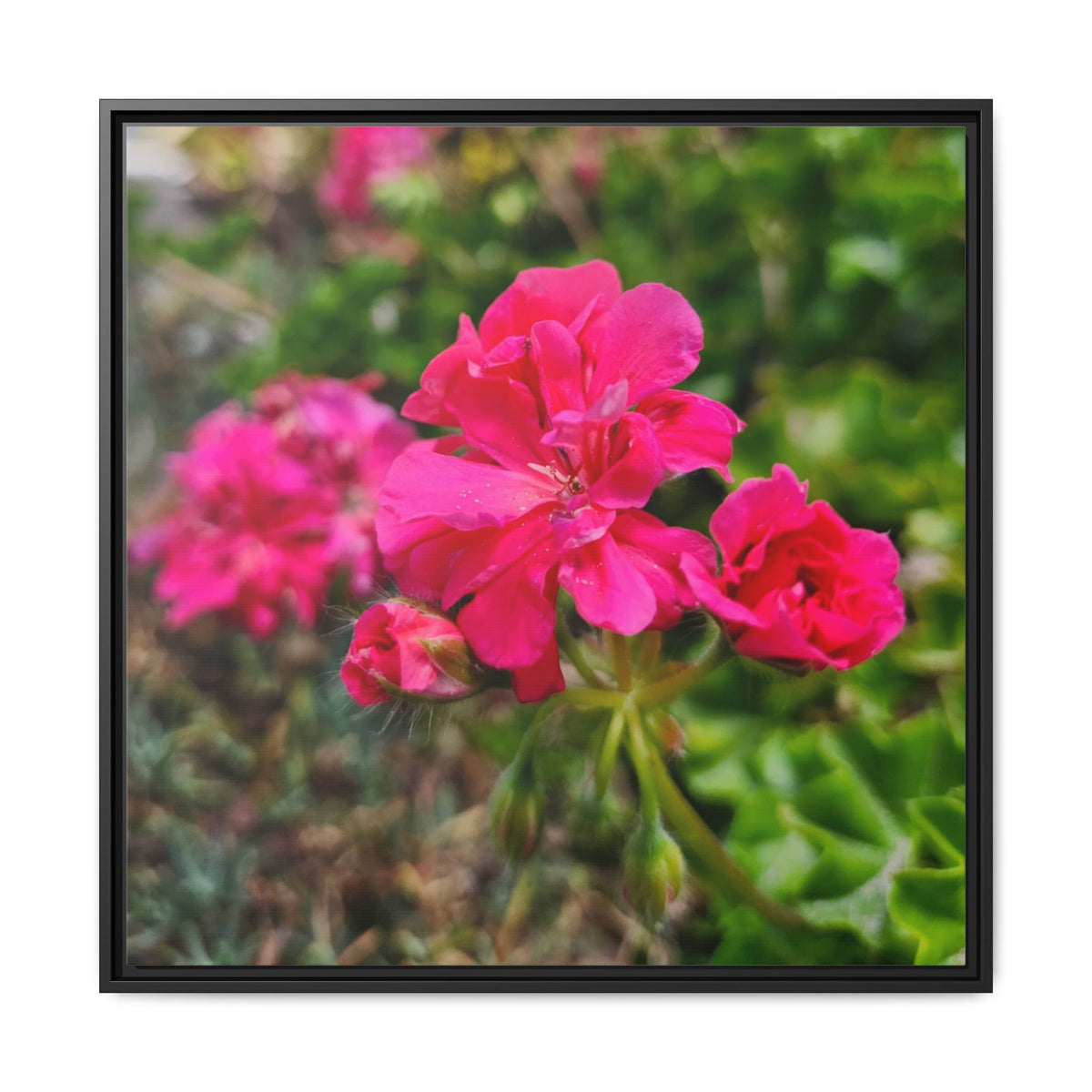 Pink Roses Floral Framed Canvas Wall Art — Matte Multi‑Color
