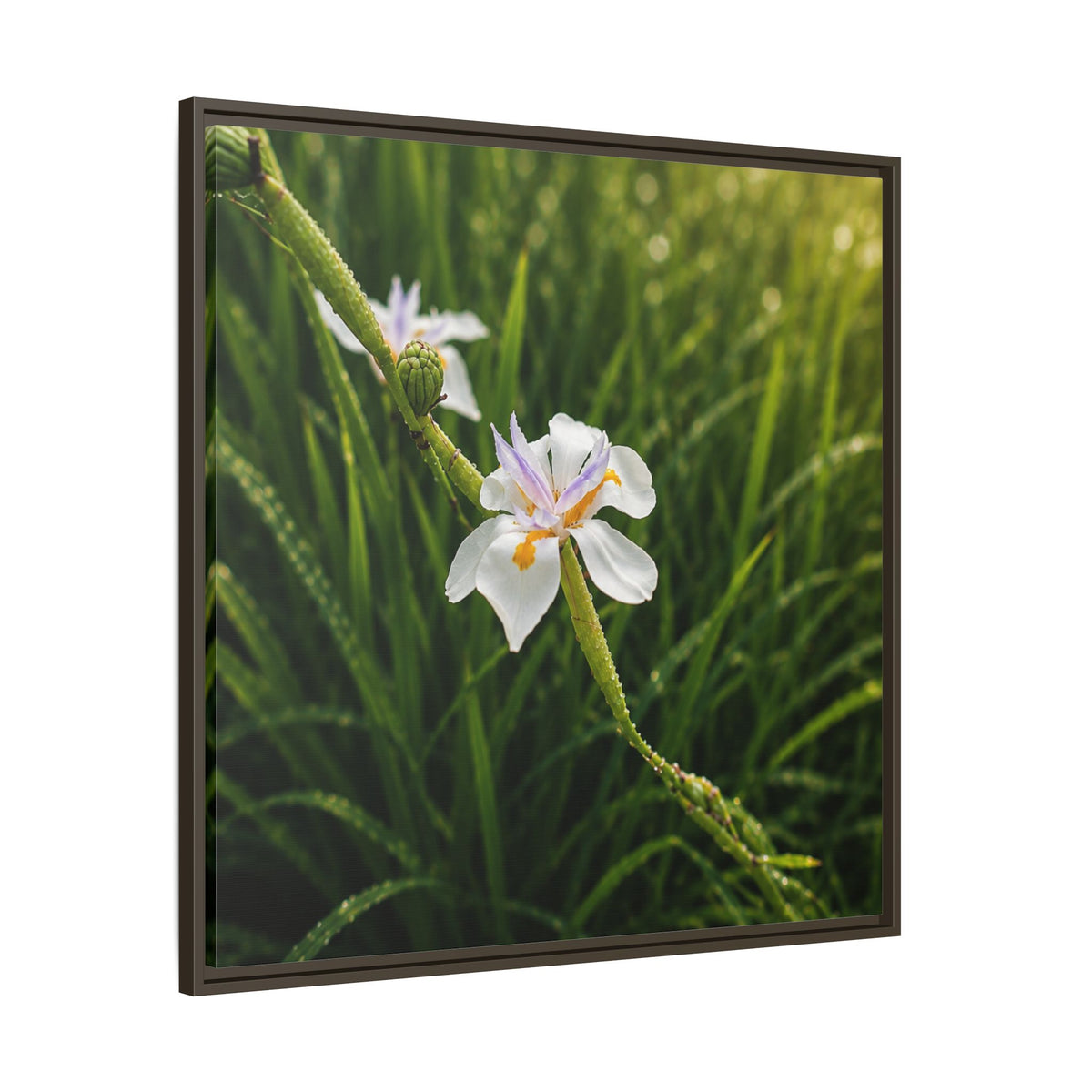 White Iris in Dewy Grass (Matte)-Framed Floral Canvas Art