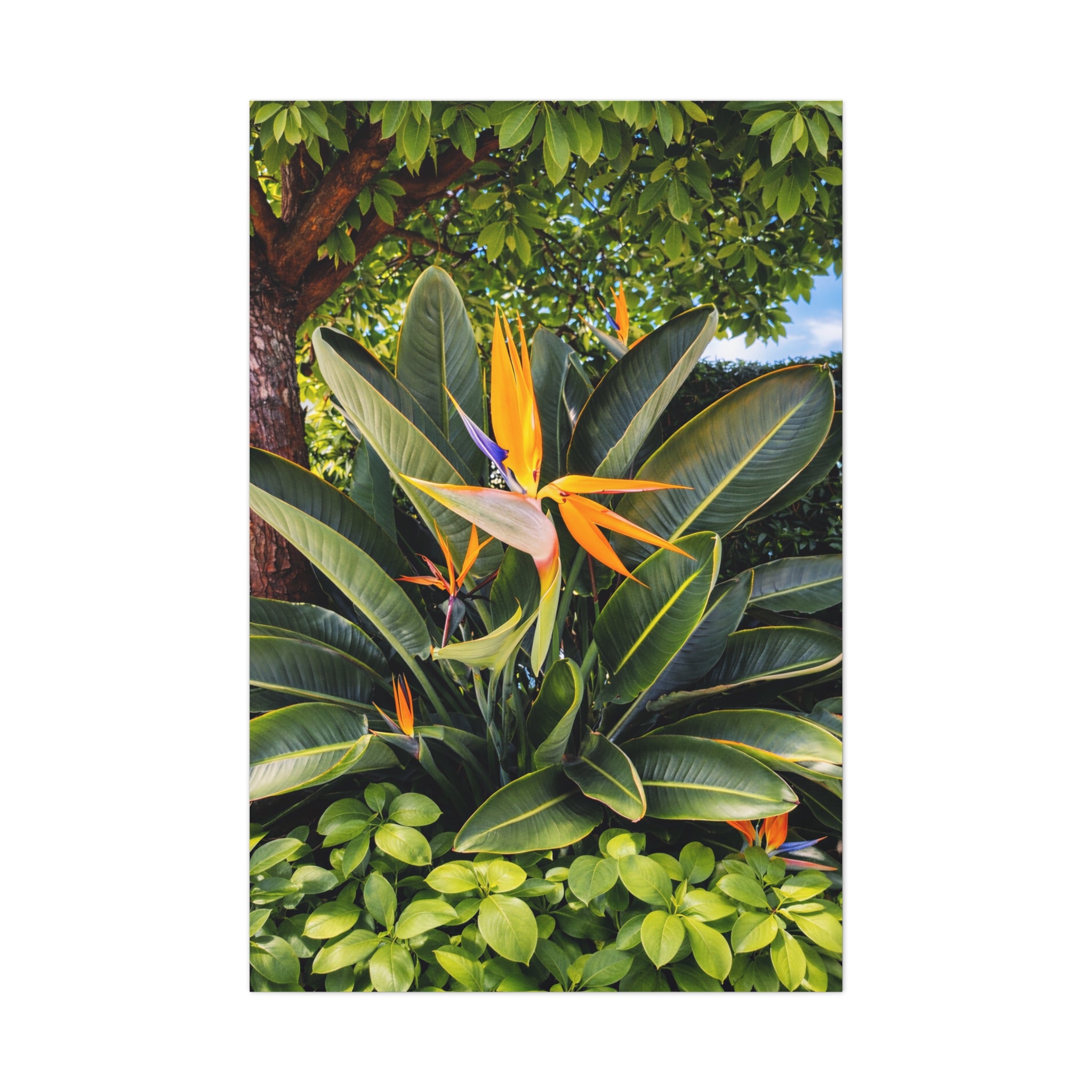 Bird of Paradise
