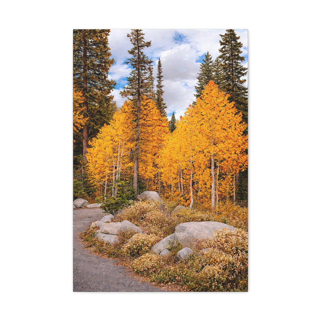 Autumn Aspen