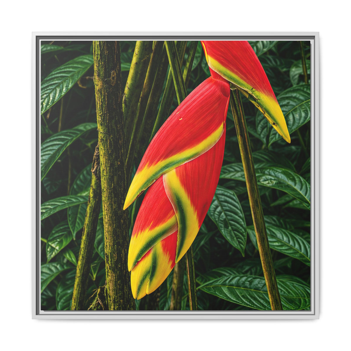 Tropical Heliconia Canvas Print — Framed Matte Wall Art