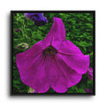 Framed Purple Petunia Floral Canvas Print