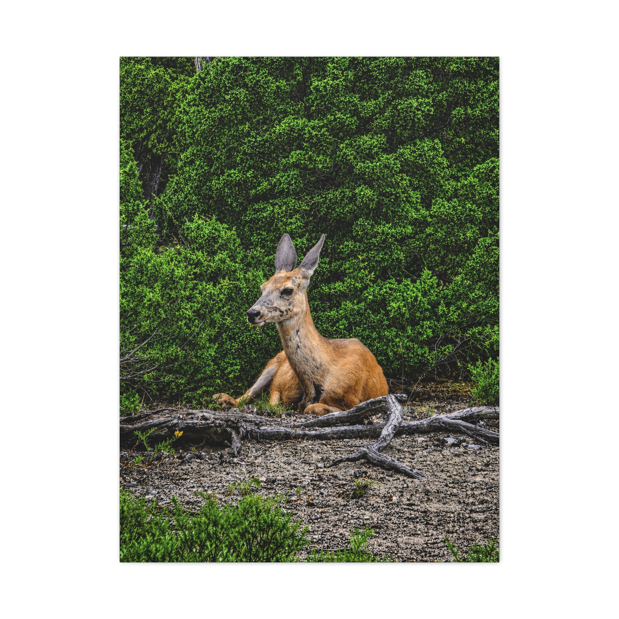 Resting Deer in The Woods