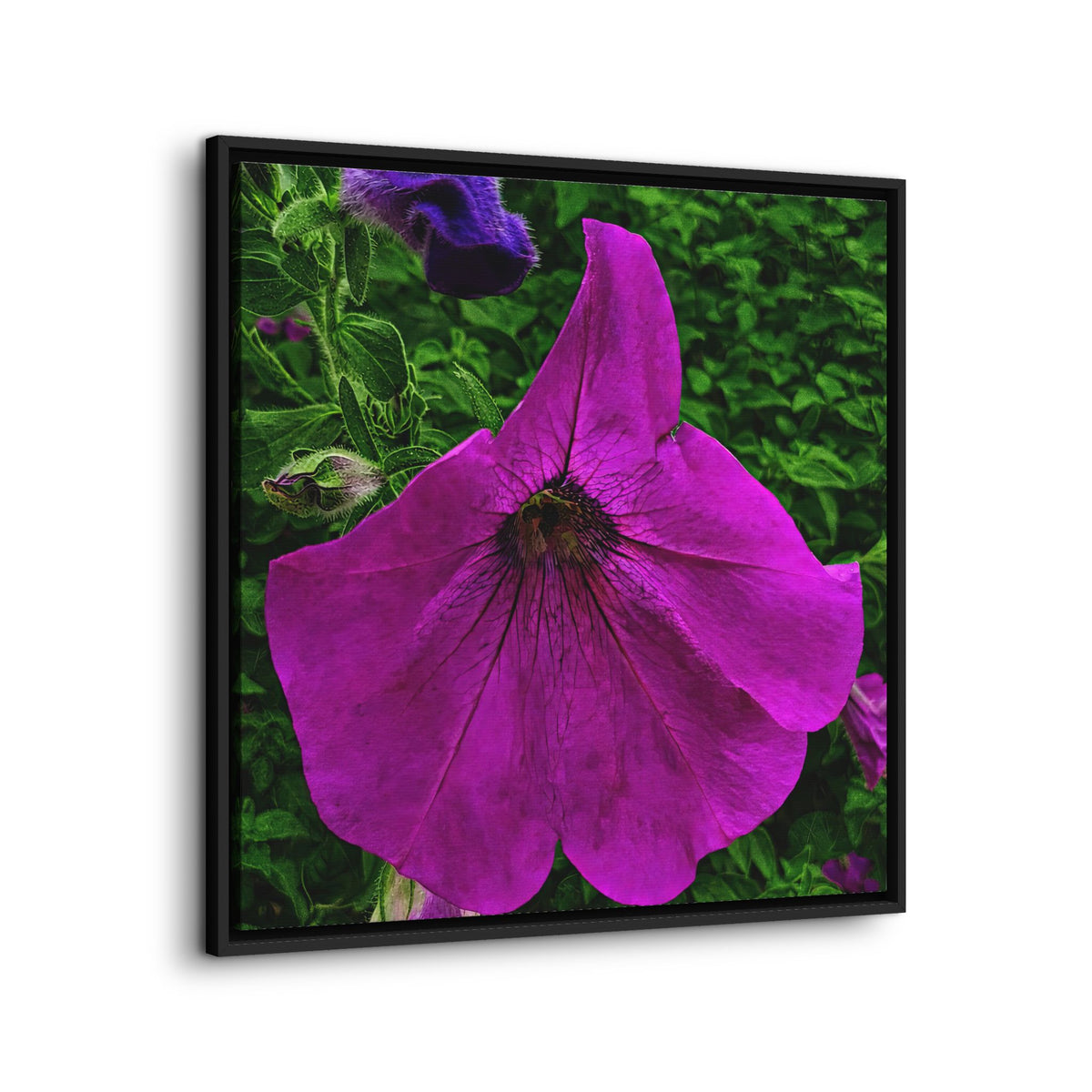 Framed Purple Petunia Floral Canvas Print