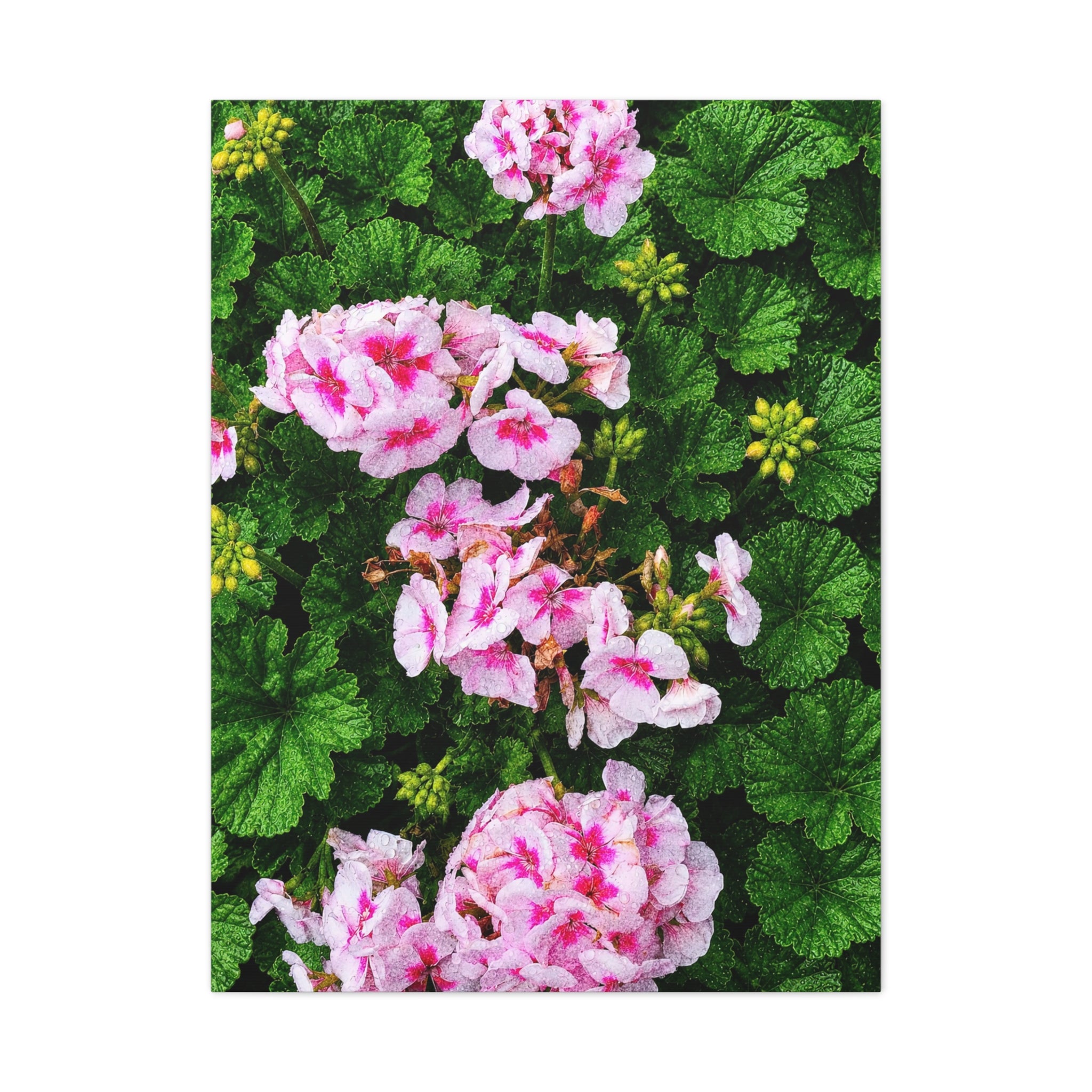 Rain Kissed Bloom