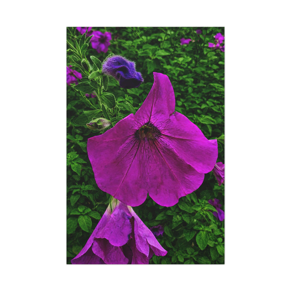 Purple Petunia Unveiled