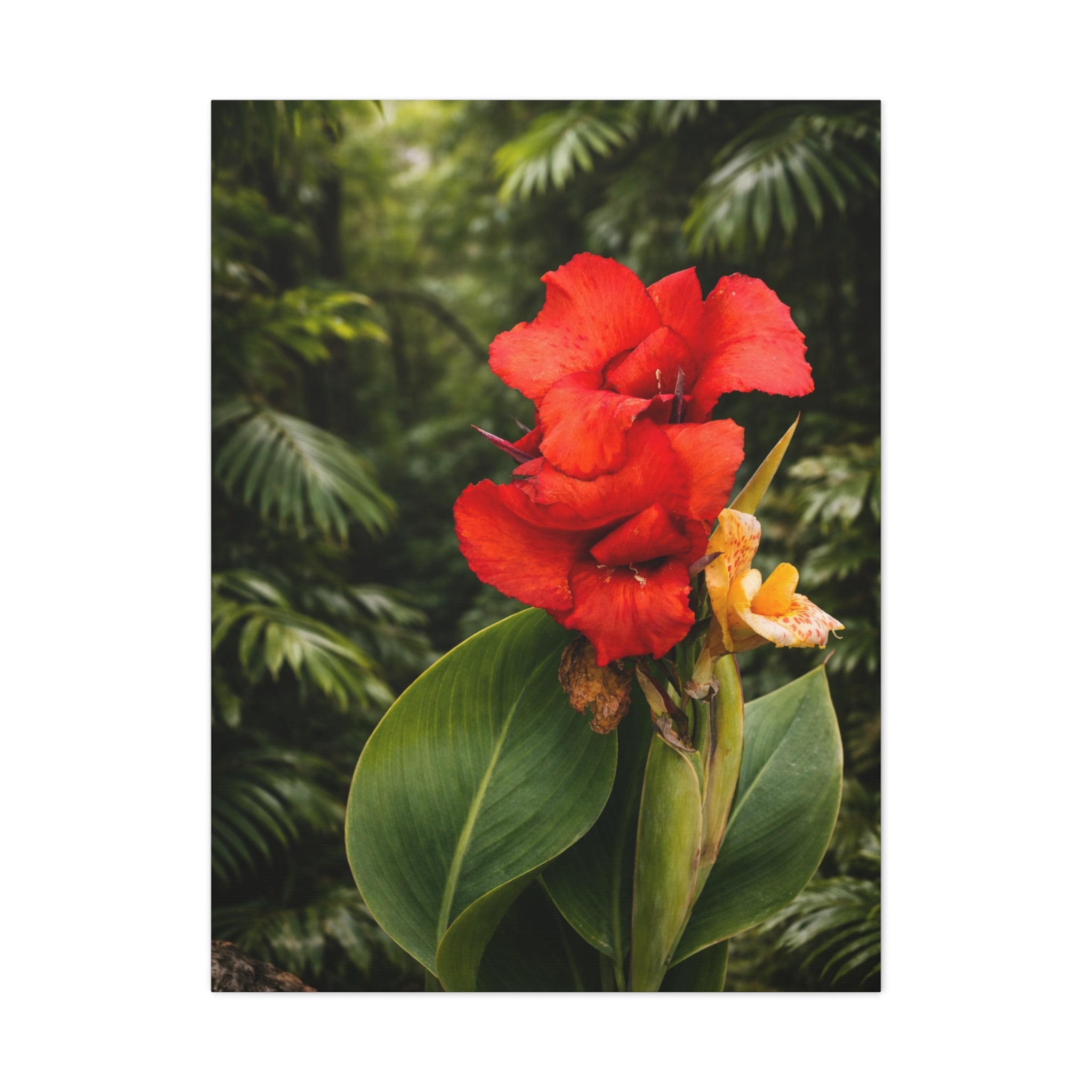 Red Luscious Bloom