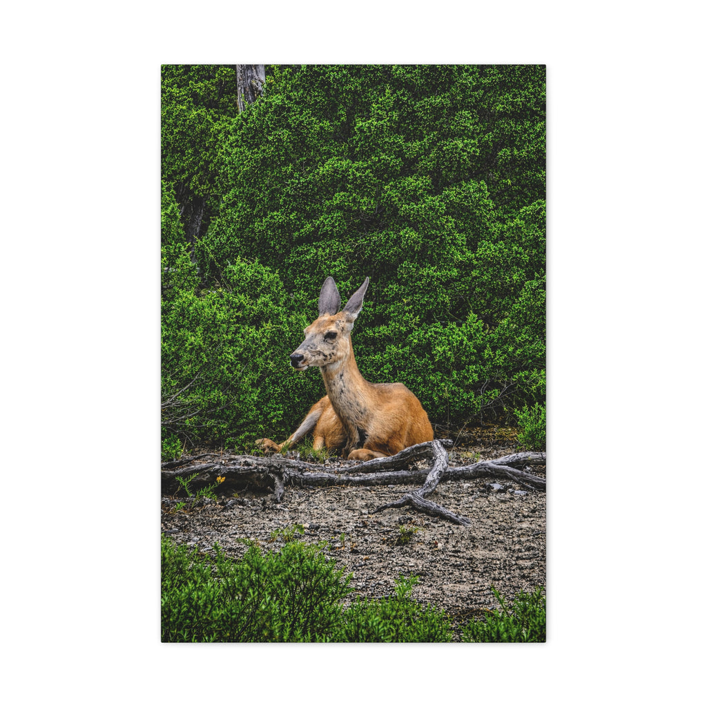 Resting Deer in The Woods