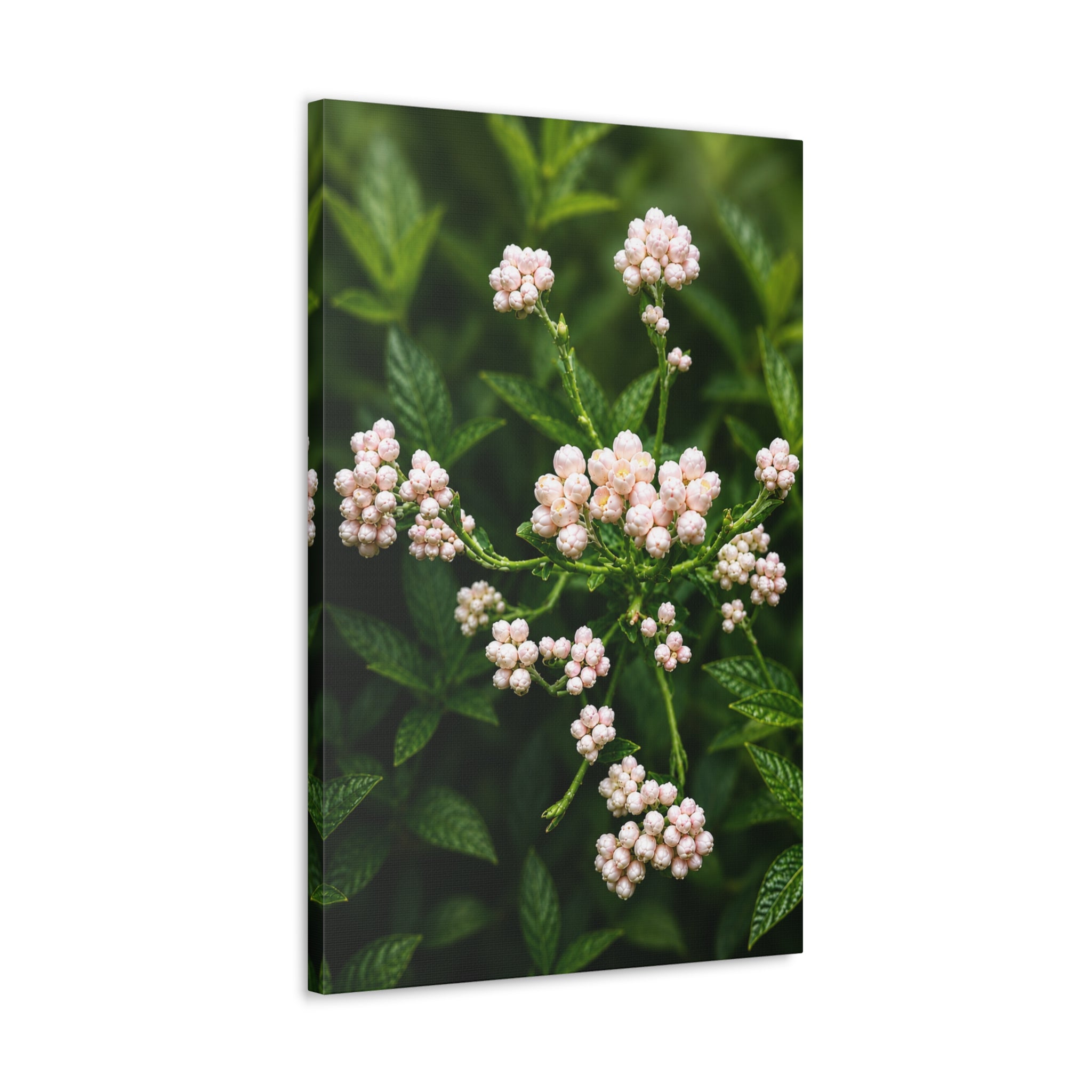 Pearl Dew Blossoms