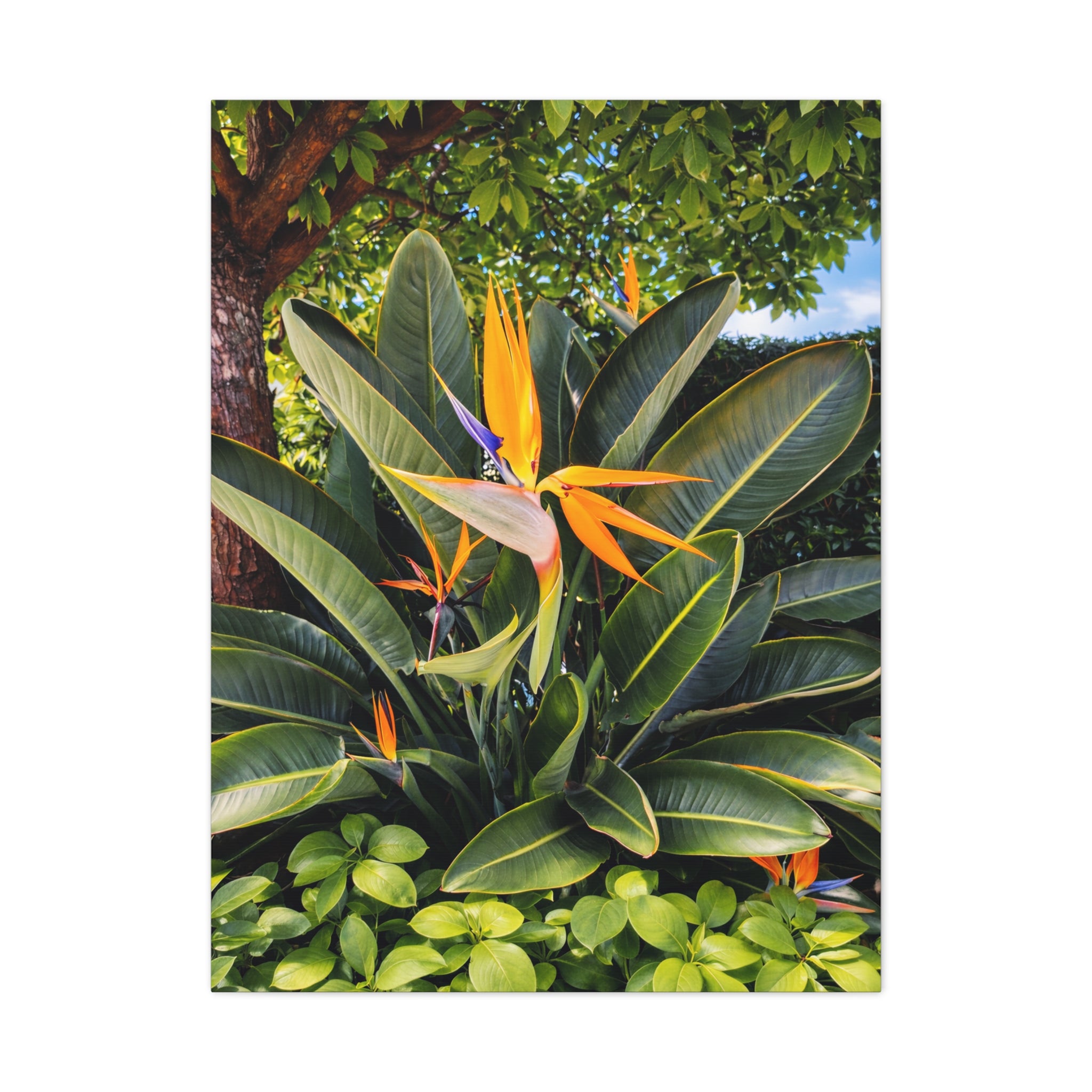 Bird of Paradise