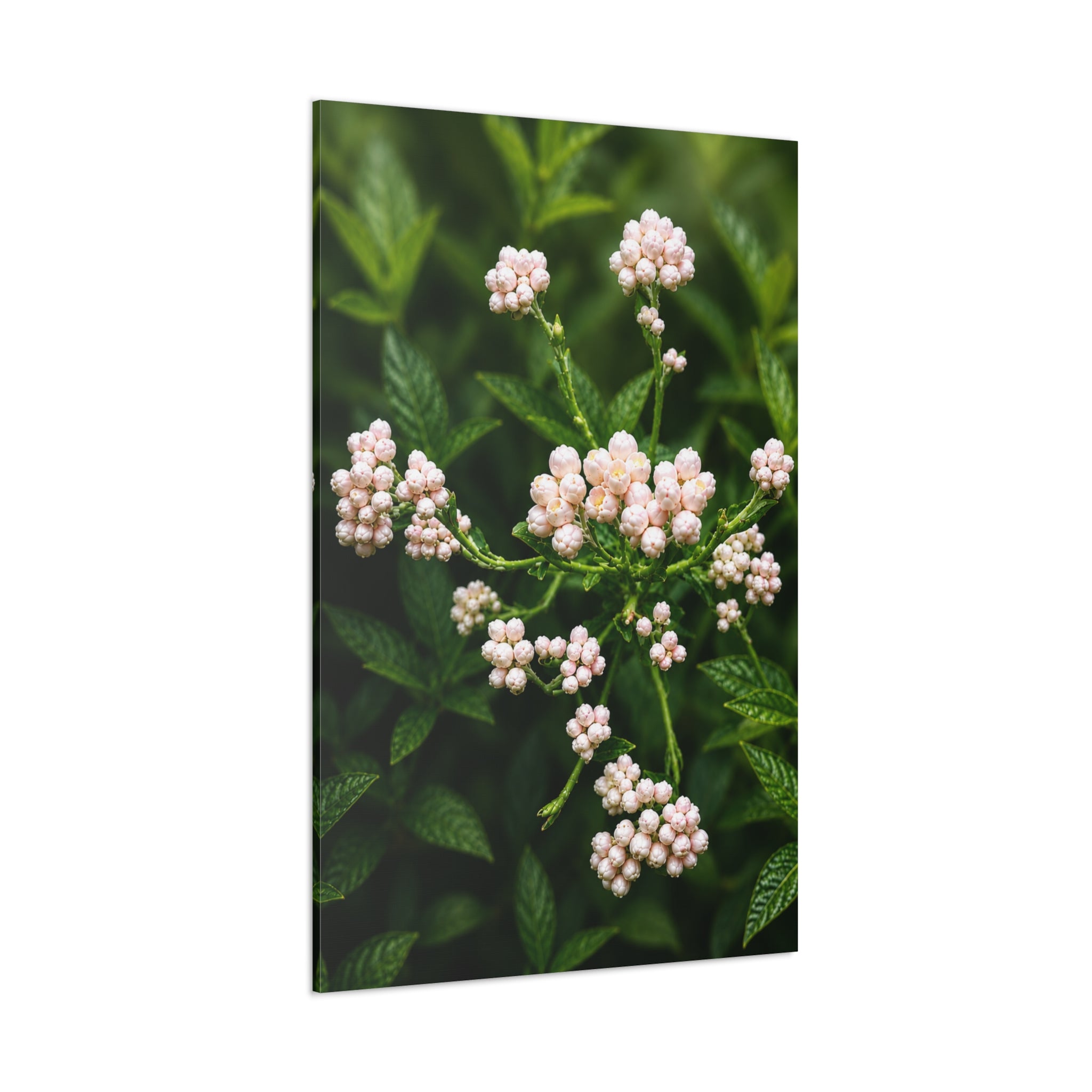 Pearl Dew Blossoms
