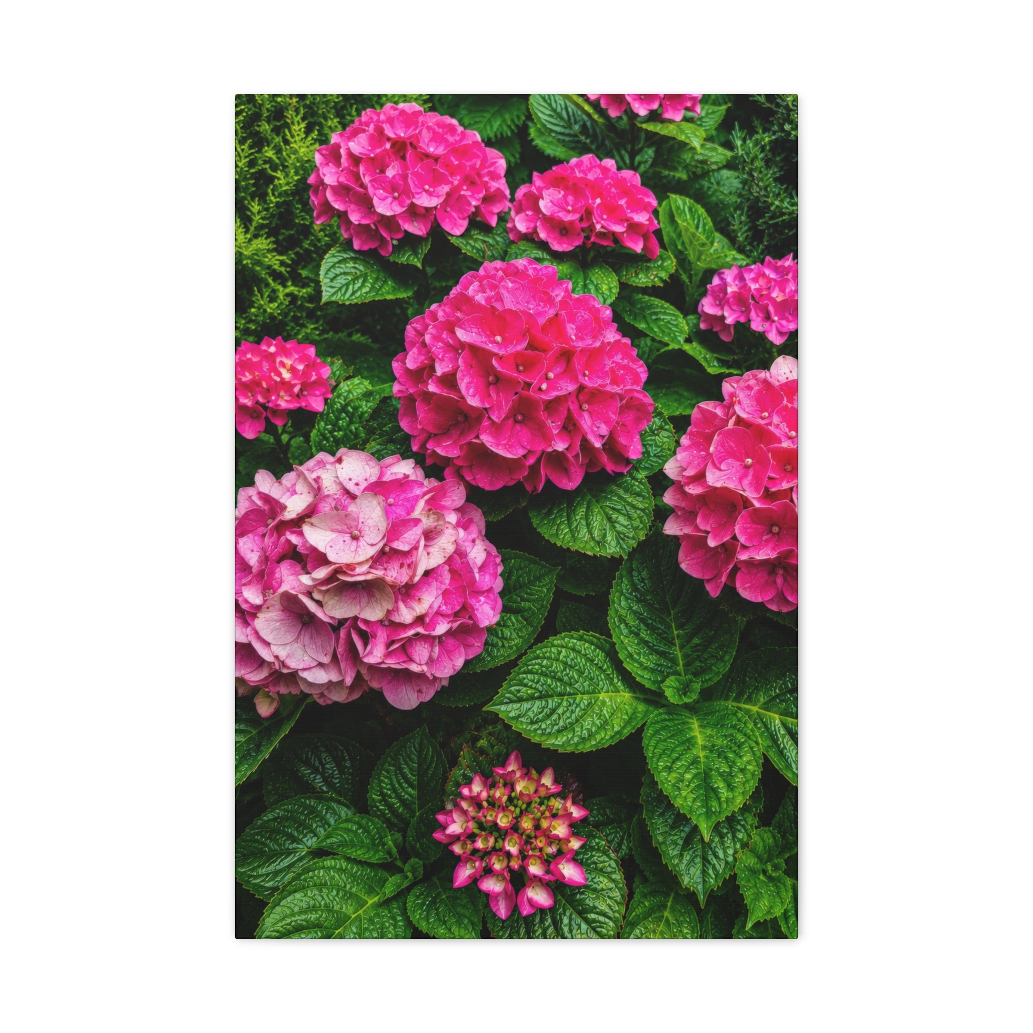 Blush Hydrangea Symphony