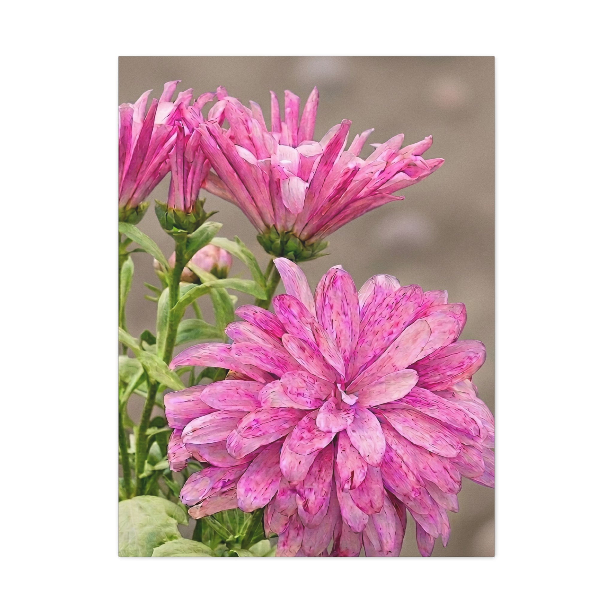 Blooming Pink Petals