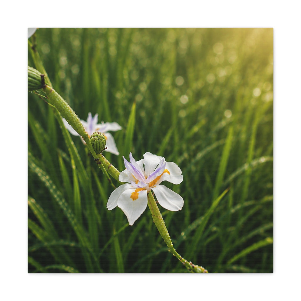Pearl Dew Blossom Canvas Wall Art-Serine Botanical Nature Print