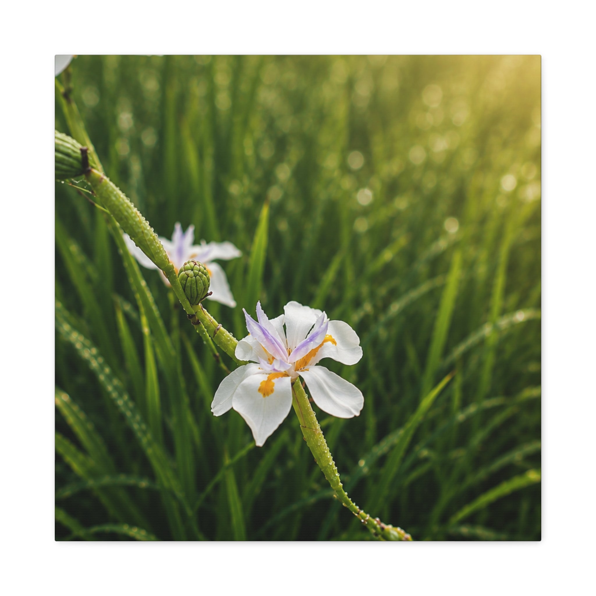 Pearl Dew Blossom Canvas Wall Art-Serine Botanical Nature Print