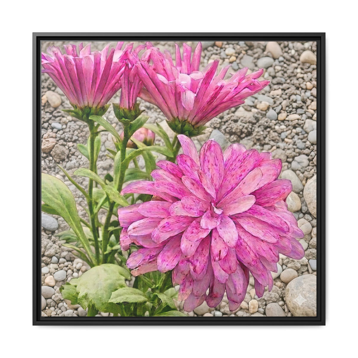 Pink Dahlia Photo Canvas Framed Wall Art