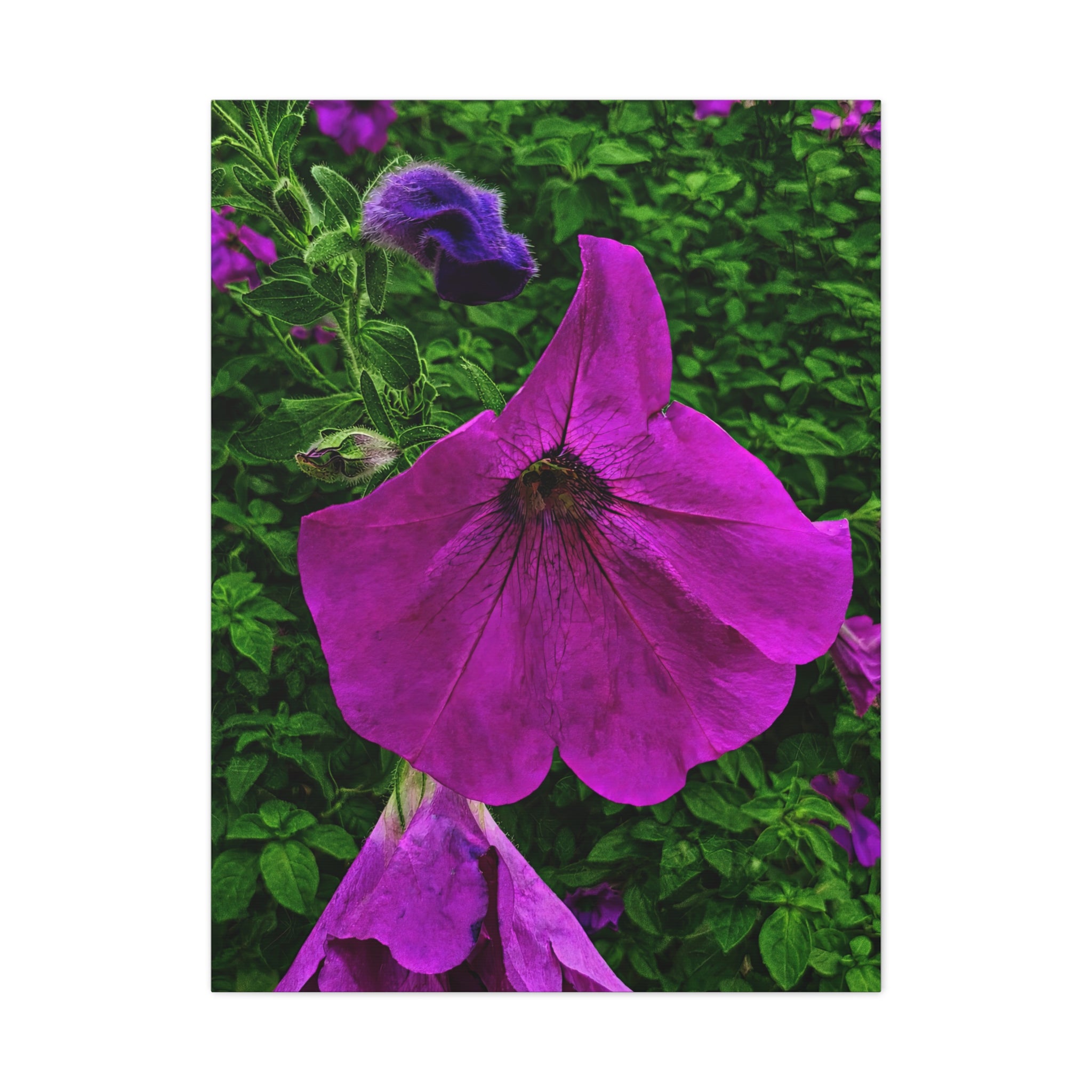 Purple Petunia Unveiled