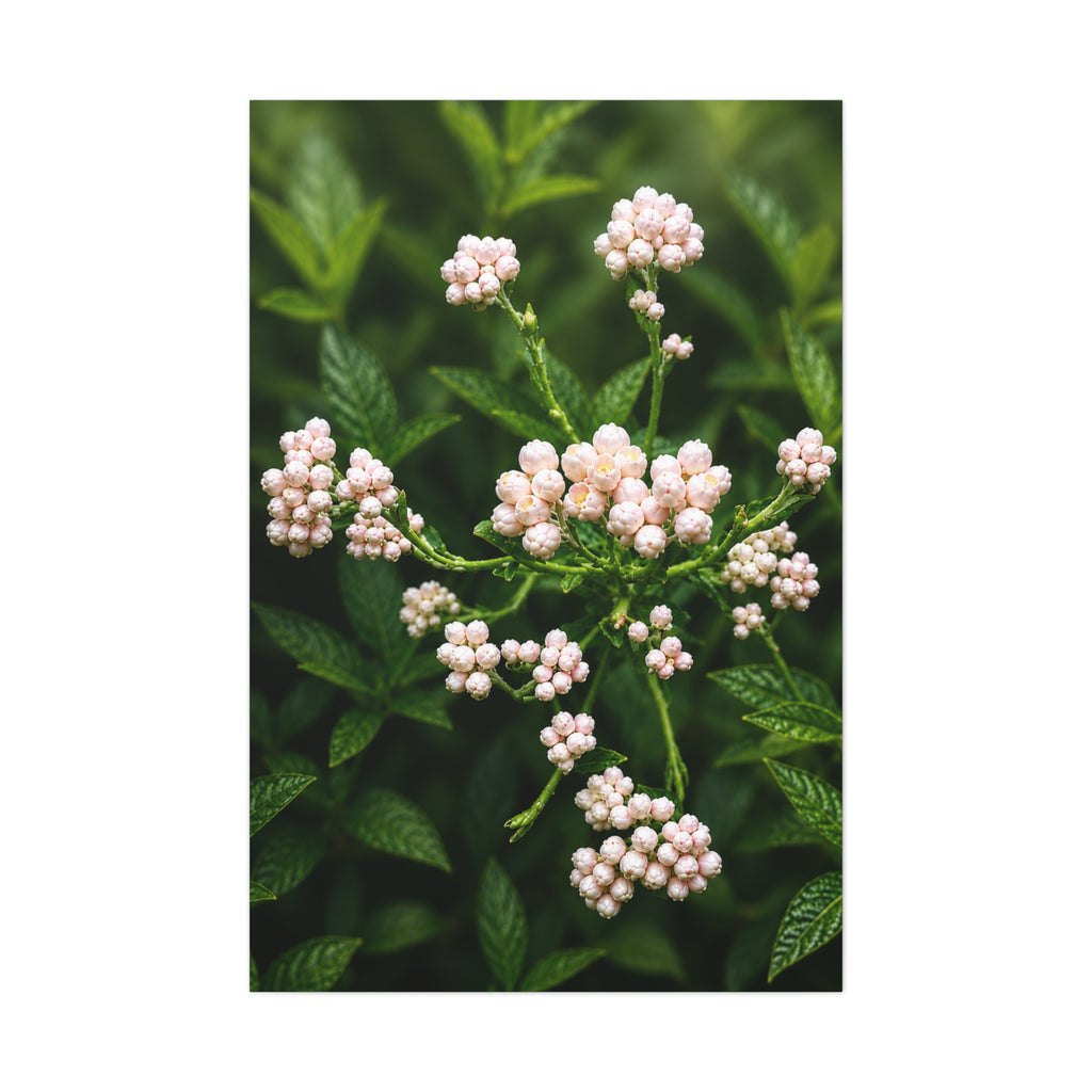 Pearl Dew Blossoms