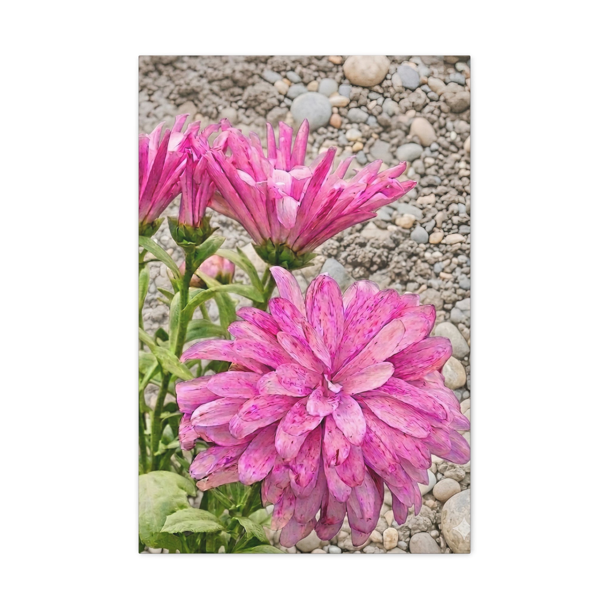 Whispering Pink Petals