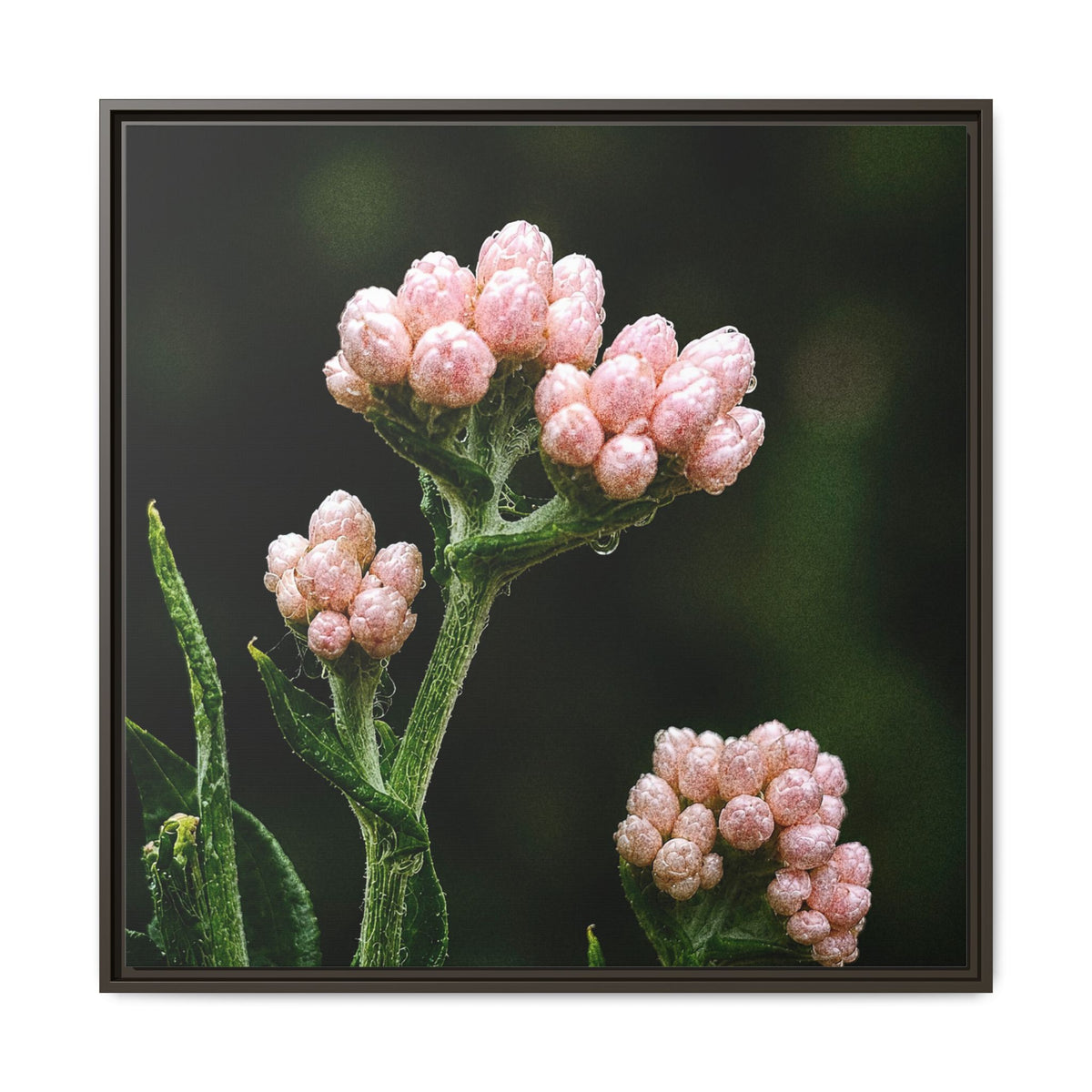 Pink Buds Botanical Print-Framed Matte Canvas Floral Wall Art
