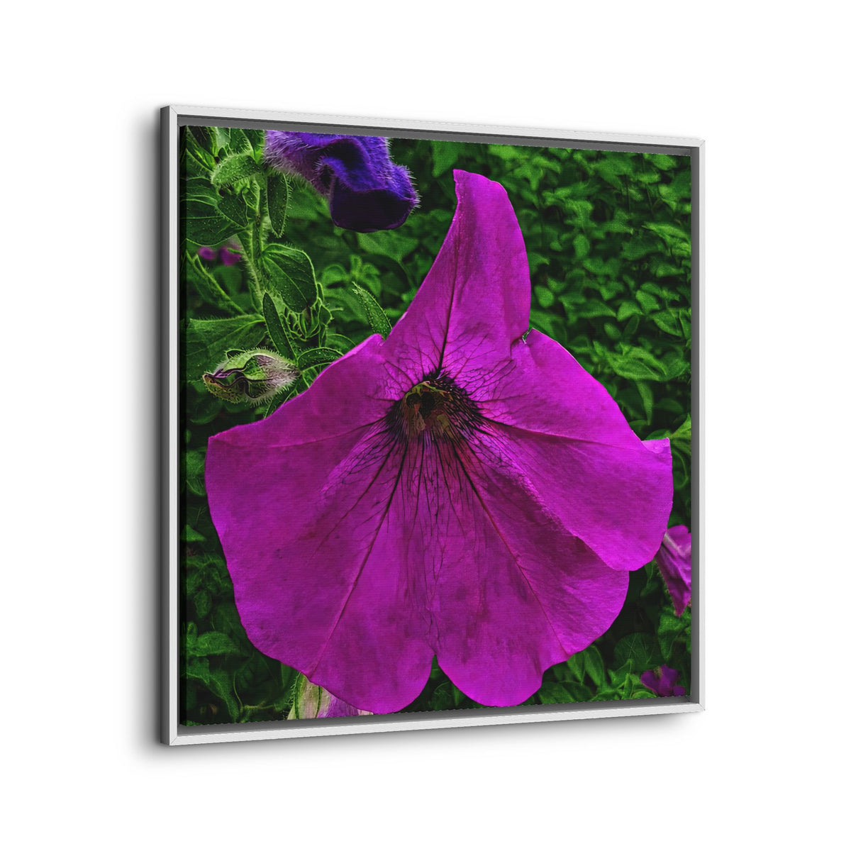 Framed Purple Petunia Floral Canvas Print