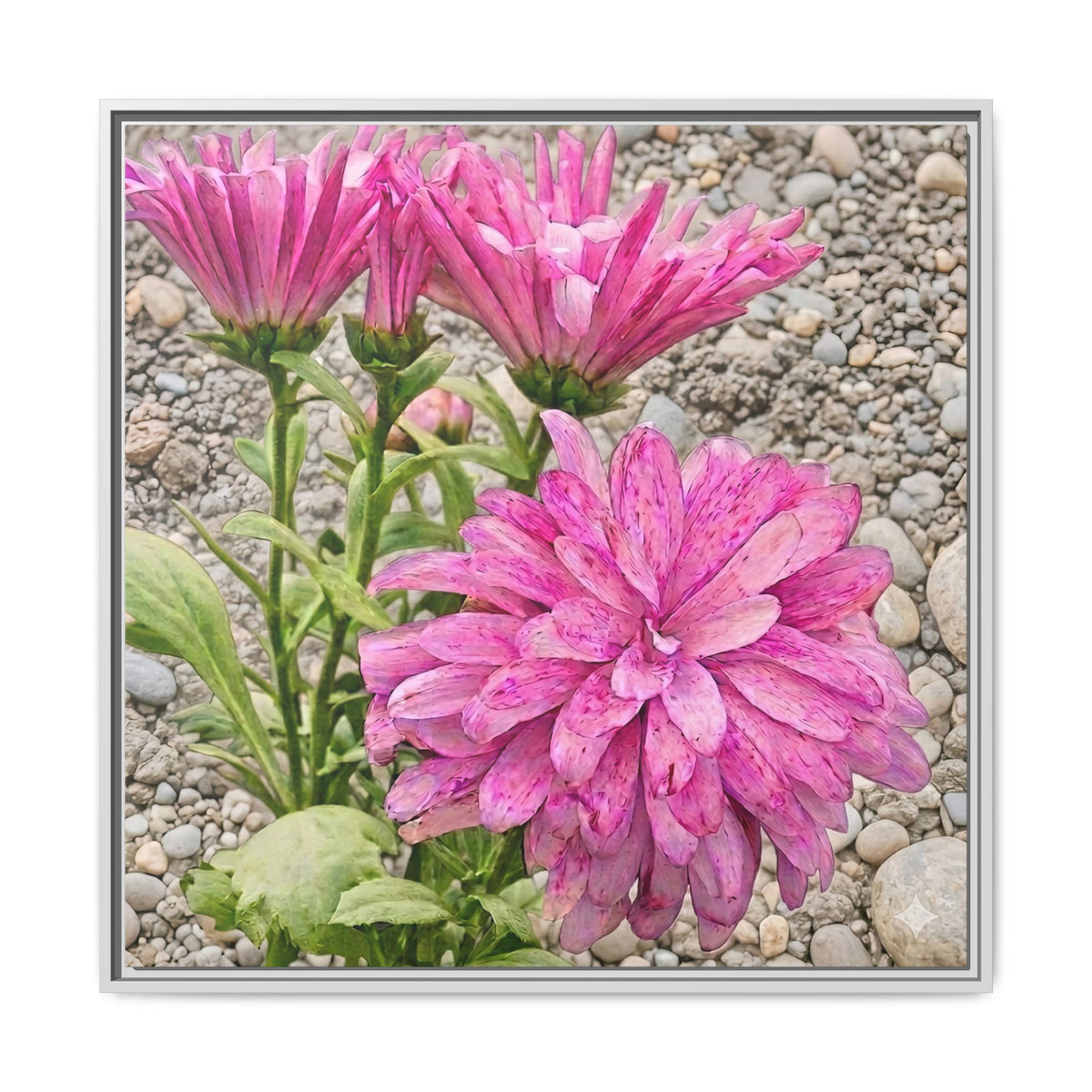 Pink Dahlia Photo Canvas Framed Wall Art